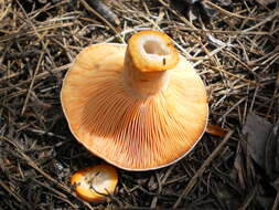 Image of Red Pine Mushroom