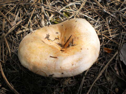 Image of Red Pine Mushroom