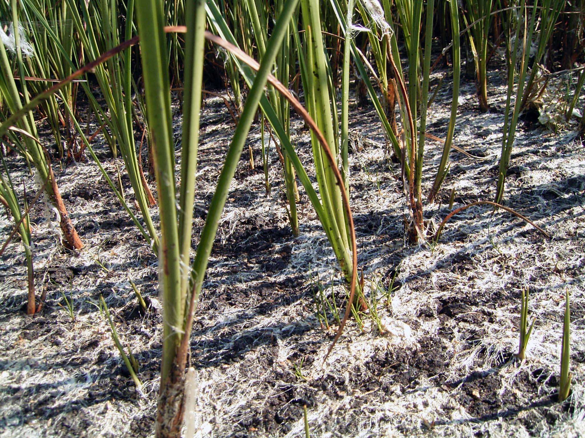 Image of common cottongrass