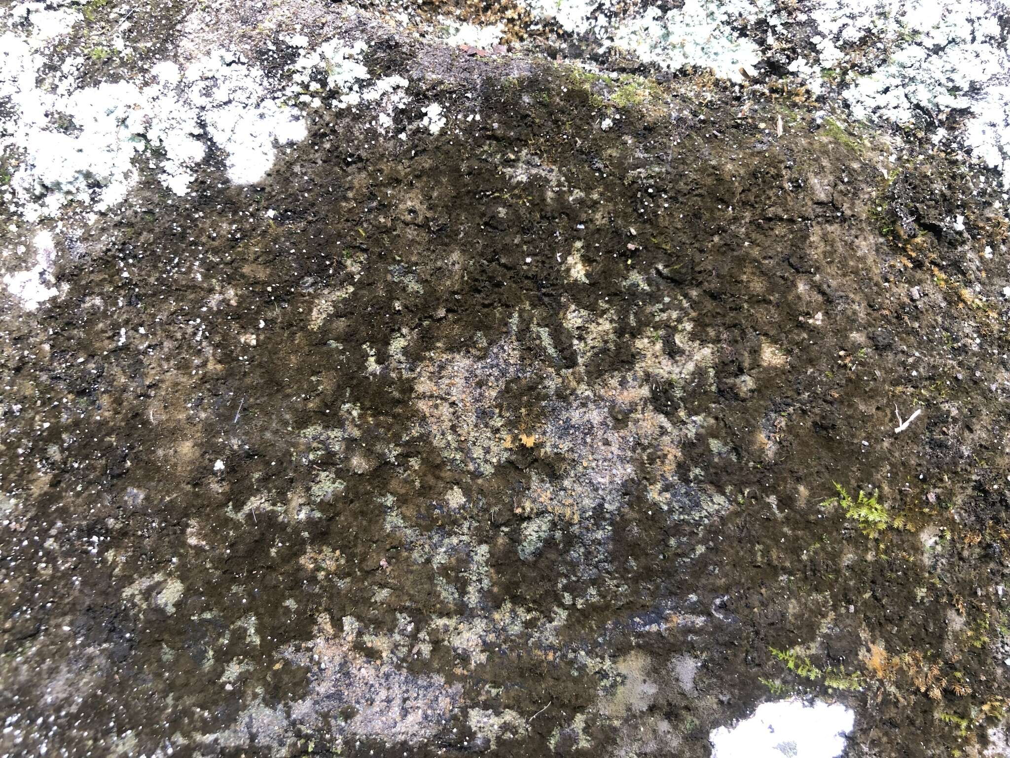 Image of dimple lichen