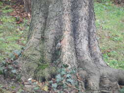 Image of Short-toed Treecreeper