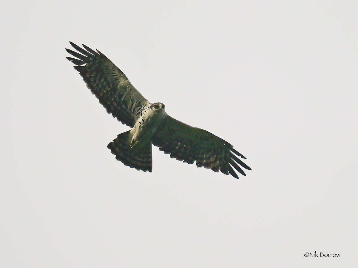 Image of Ayres's Hawk Eagle