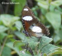 Image of False Plain Tiger