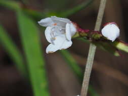 Image of Salvia hayatae var. pinnata (Hayata) C. Y. Wu