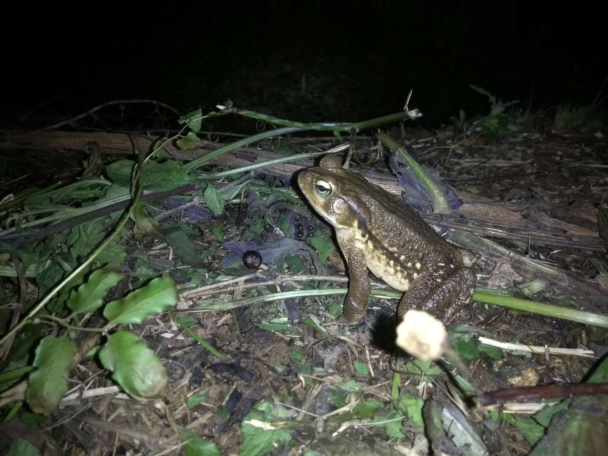 صورة Rhinella ornata (Spix 1824)