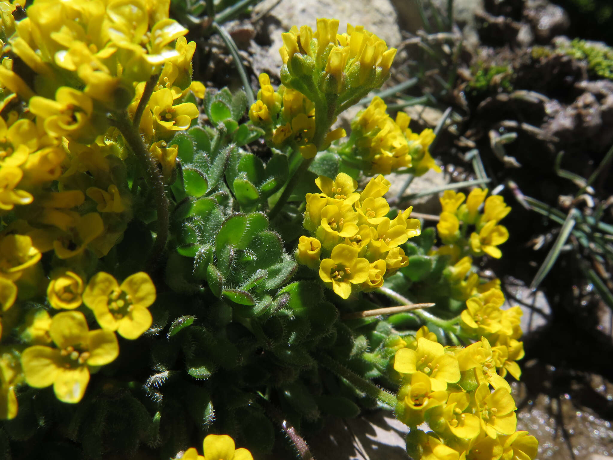 Image of granite draba