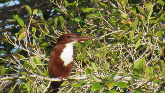 صورة Halcyon smyrnensis smyrnensis (Linnaeus 1758)