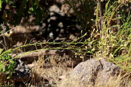 Image of Malibu baccharis