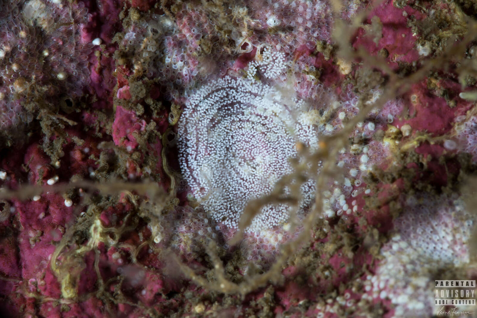 Image of Atalodoris pusilla (Alder & Hancock 1845)