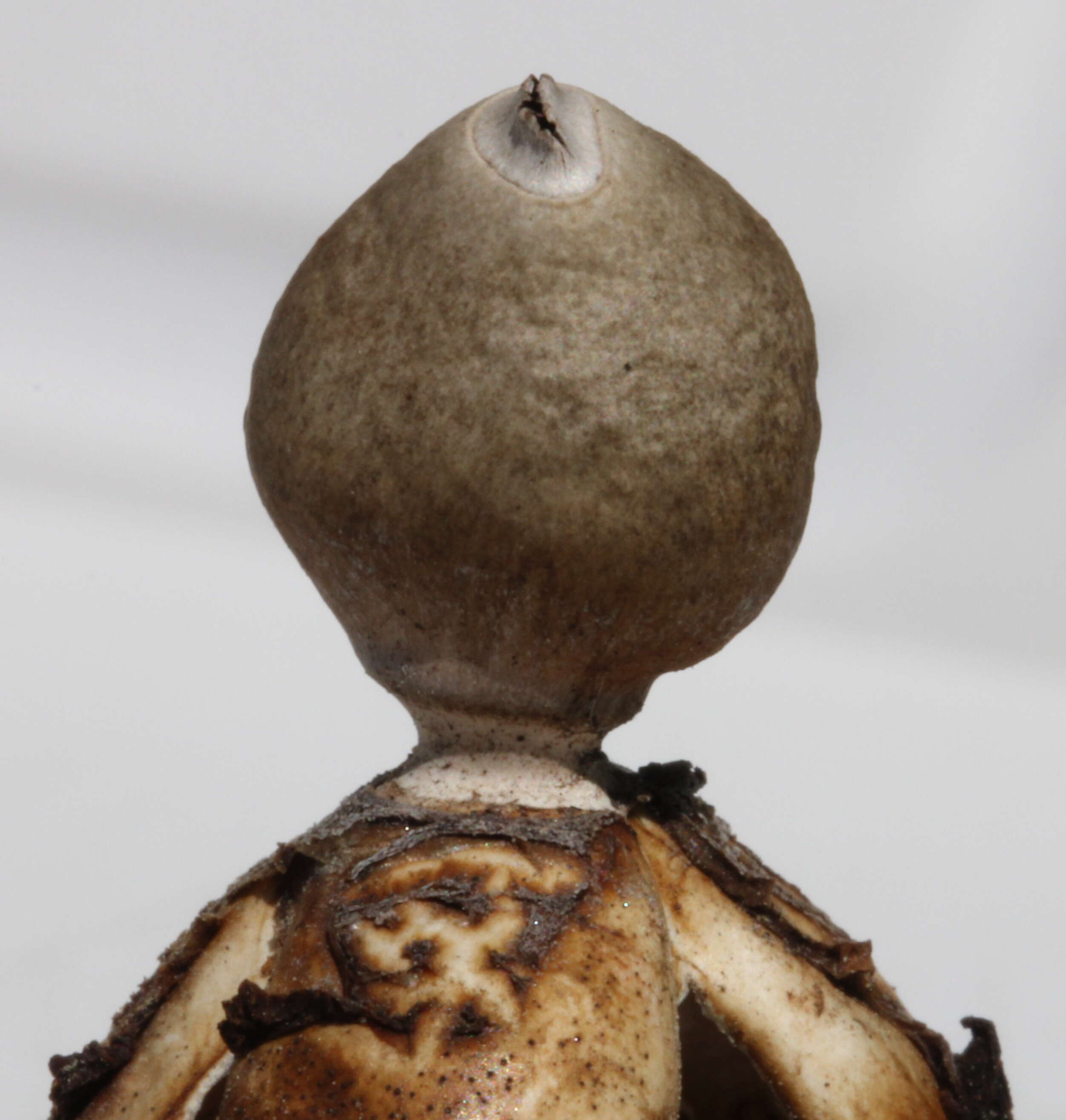 Image of Geastrum quadrifidum DC. ex Pers. 1801