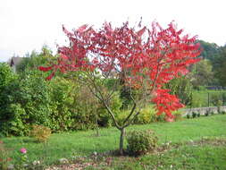 Image of staghorn sumac