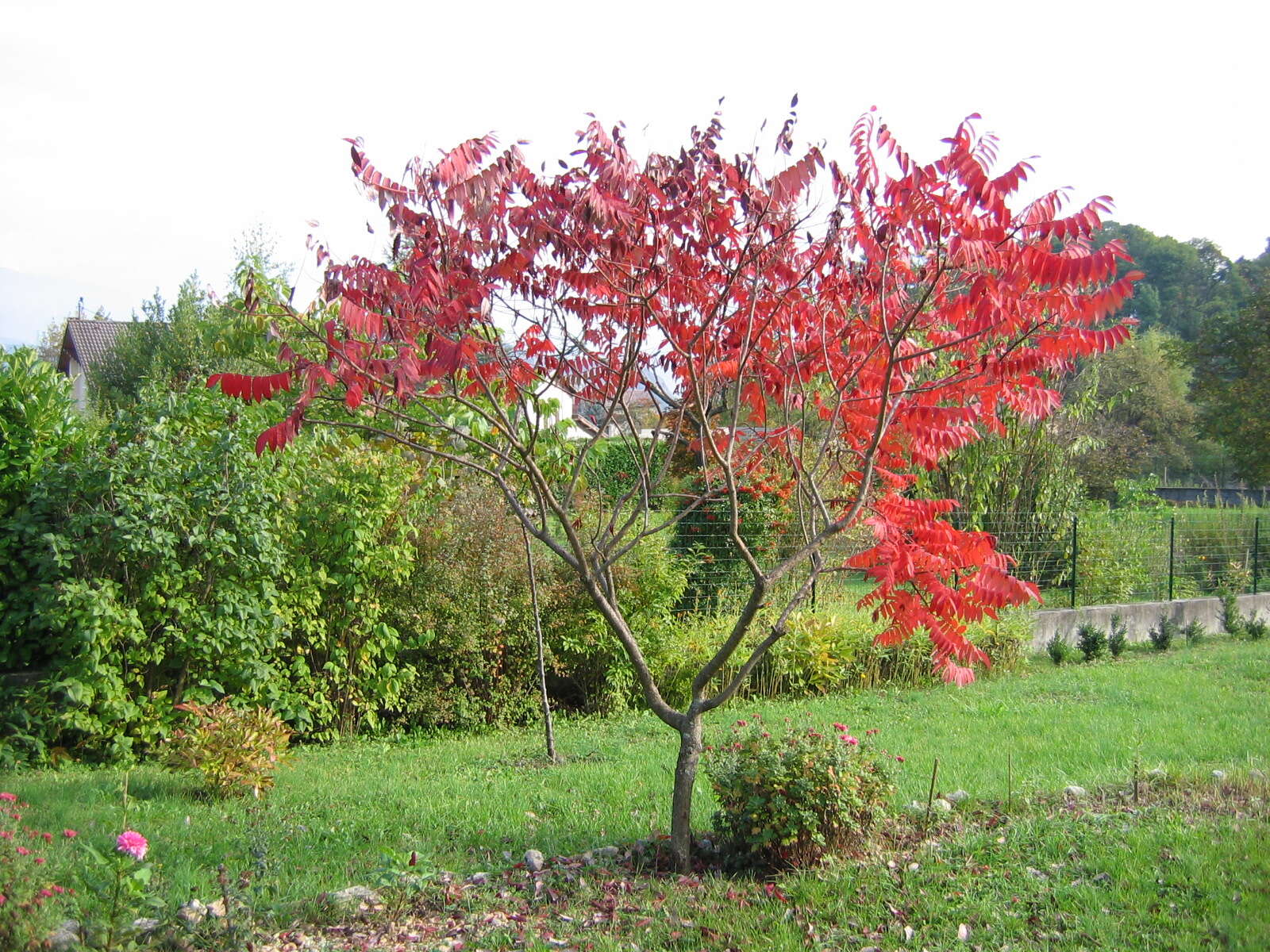 Image of staghorn sumac