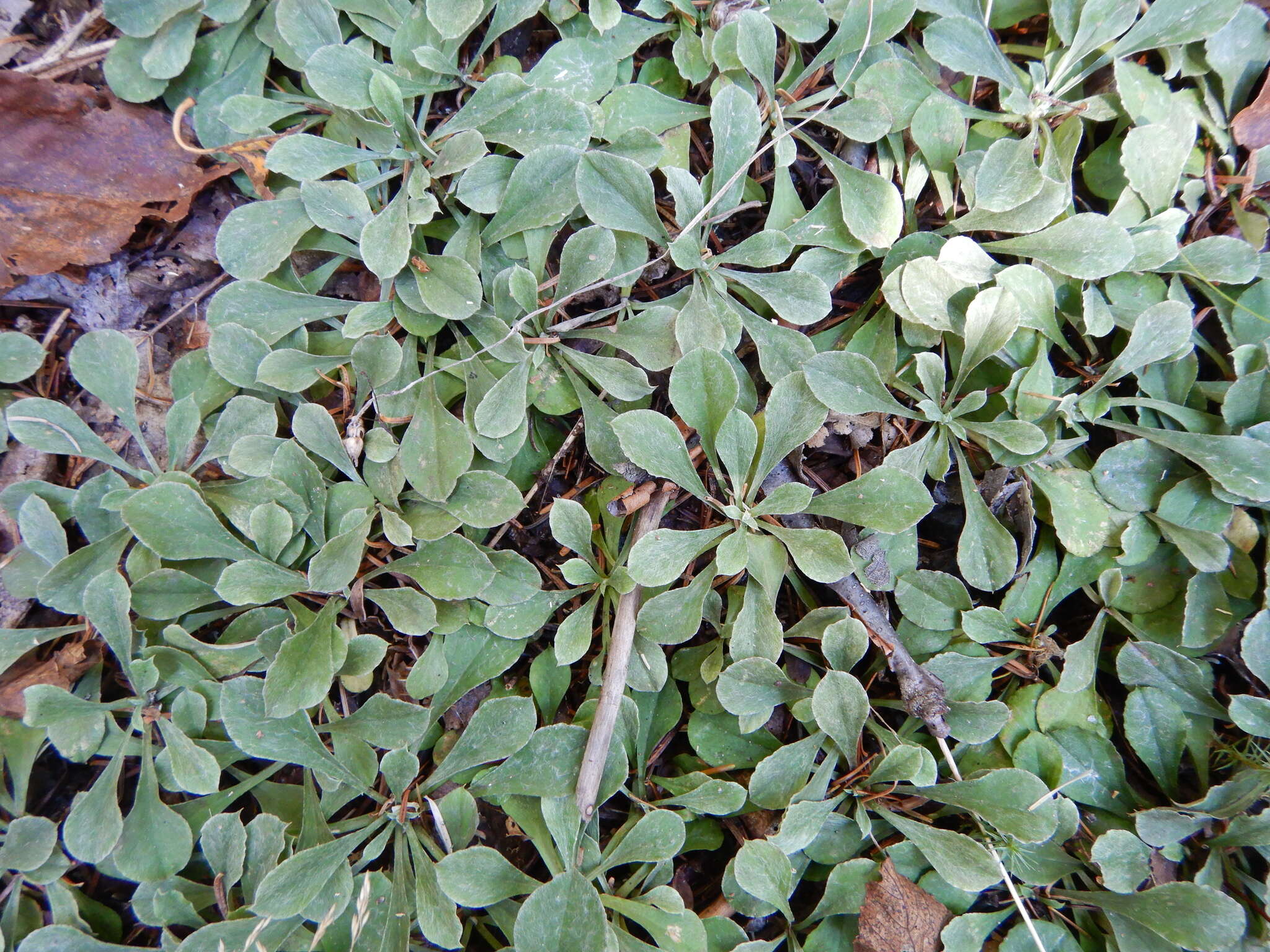 Image de Antennaria howellii subsp. petaloidea (Fern.) R. J. Bayer