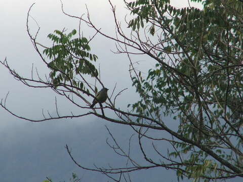 Image of Yellow-winged Tanager