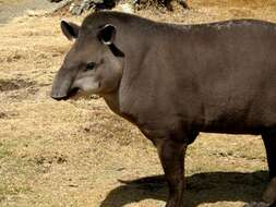 Image of Brazilian Tapir