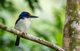 Image of Rufous-lored Kingfisher