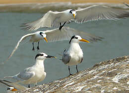 Image of Lesser Crested Tern