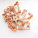 Image of northern basket star