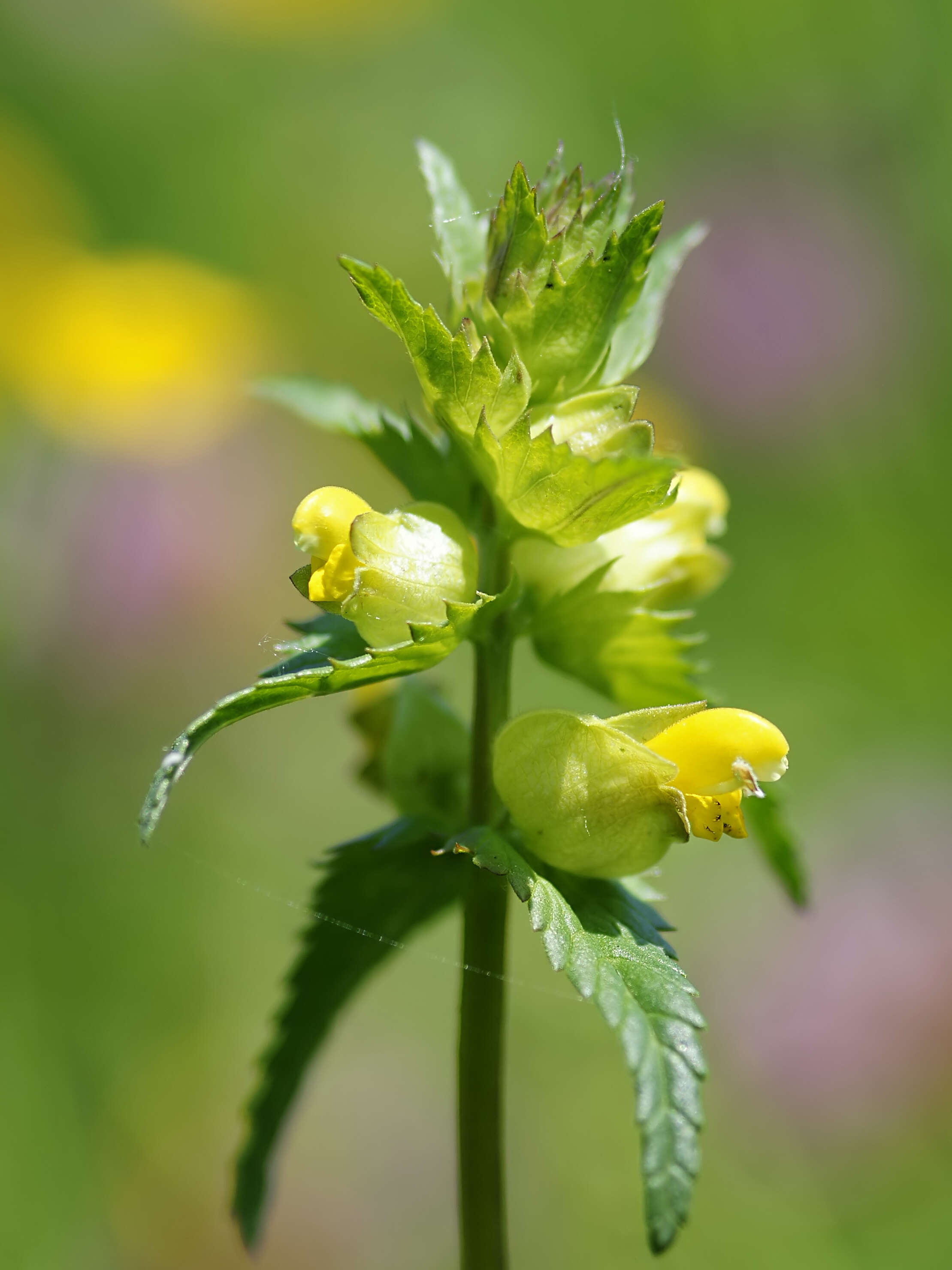 Image of Yellow rattle