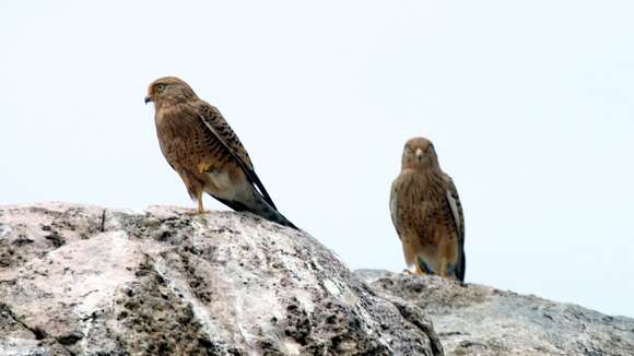 Image of Greater Kestrel