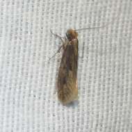 Image of case-bearing clothes moth