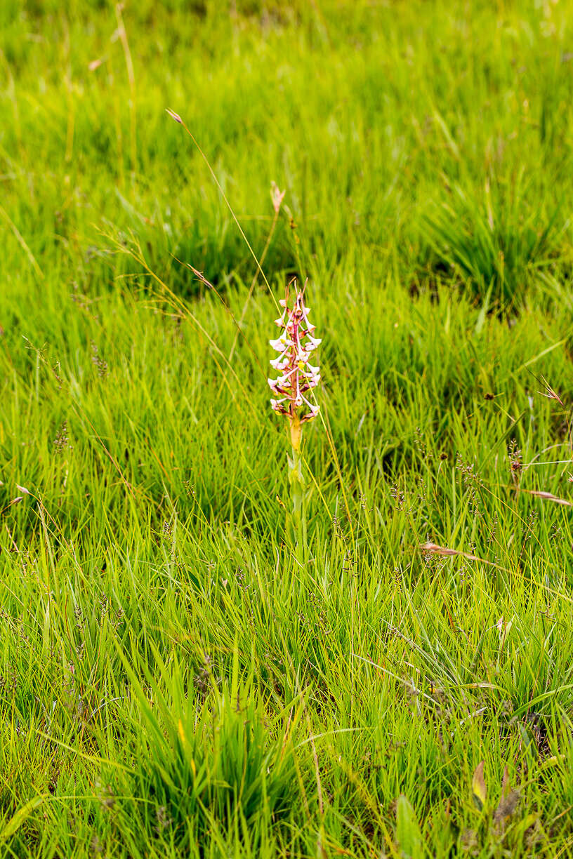 Image de Disa cooperi Rchb. fil.