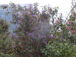 Image of purple glory tree