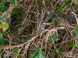 Image of Atlantic Saltmarsh Snake