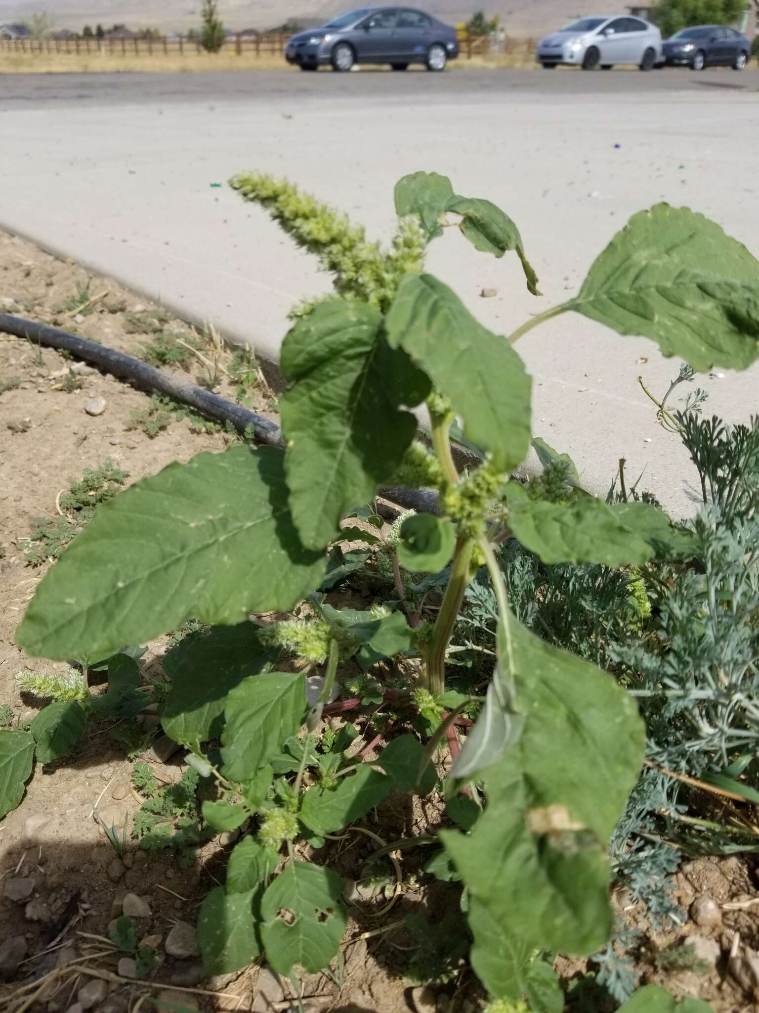 Image of redroot amaranth