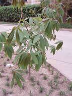 صورة Aesculus chinensis Bunge