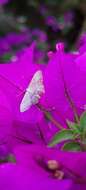 Imagem de Idaea incisaria Staudinger 1892