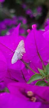 Imagem de Idaea incisaria Staudinger 1892