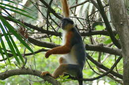 Image of Piliocolobus badius temminckii (Kuhl 1820)