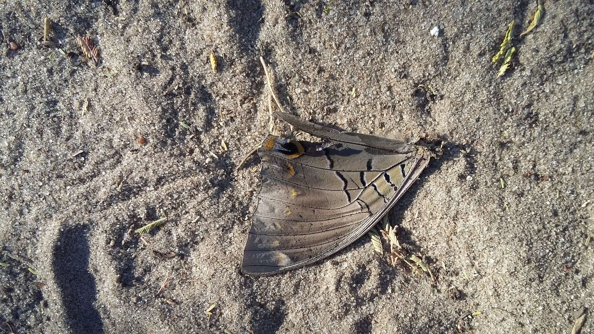 Charaxes bohemani Felder & Felder 1859的圖片