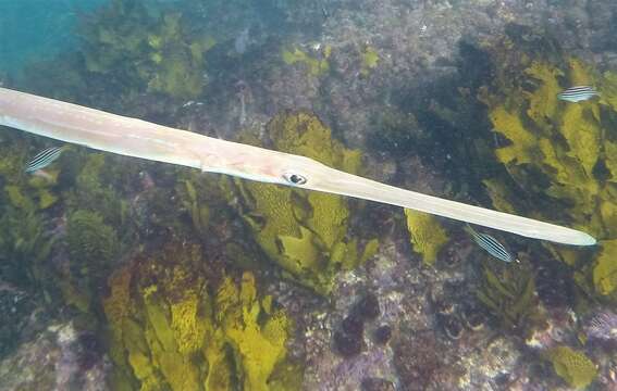 Image of Bluespotted cornetfish