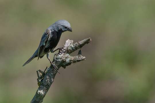 Image of Black-bellied Seedeater