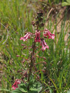 Image of Diascia purpurea N. E. Br.