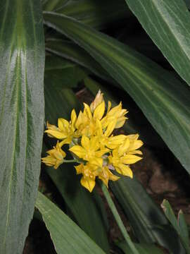 Image of Lily Leek