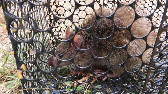 Image of Greater Bandicoot Rat