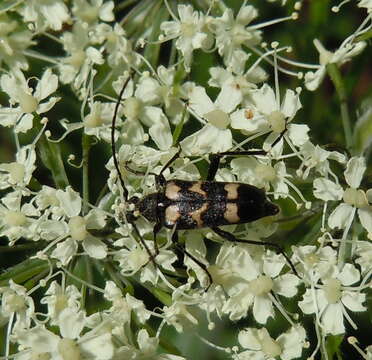 Image of Judolia sexmaculata (Linné 1758)