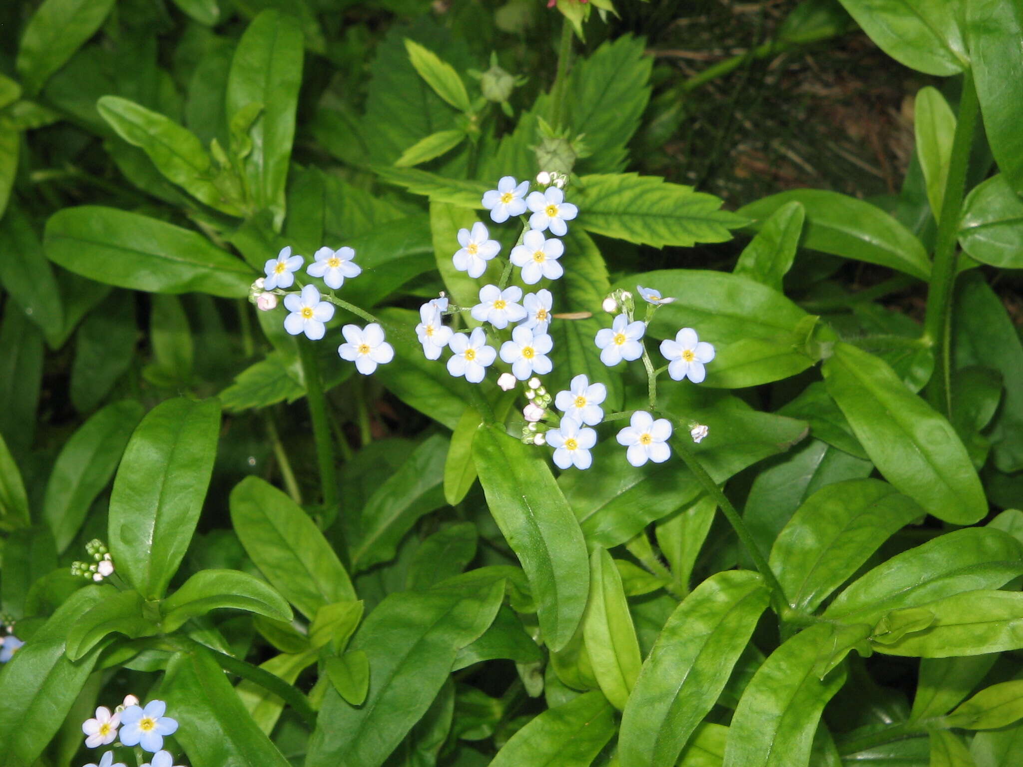 Image of true forget-me-not