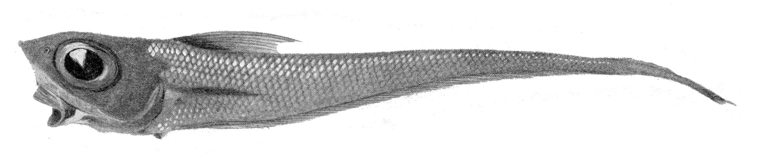 Image de Coelorinchus fasciatus (Günther 1878)