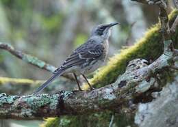 Image of San Cristobal Mockingbird