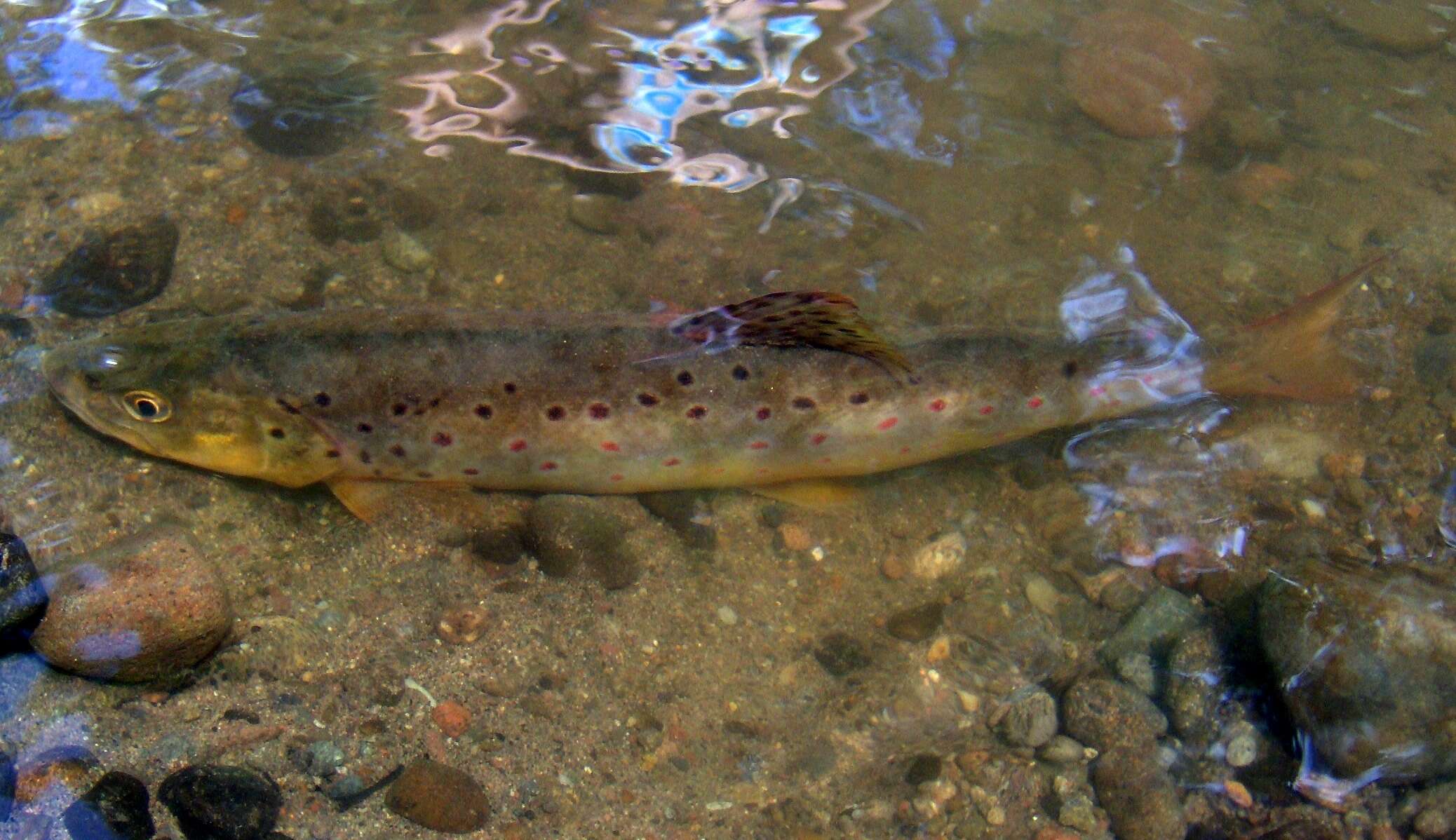 Image of Brown Trout