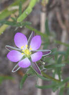 Image of red sandspurry