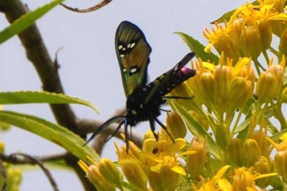 Image of Princely tiger moth