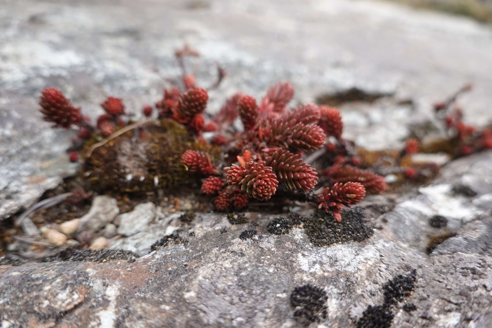 Image of Sedum morrisonense Hayata