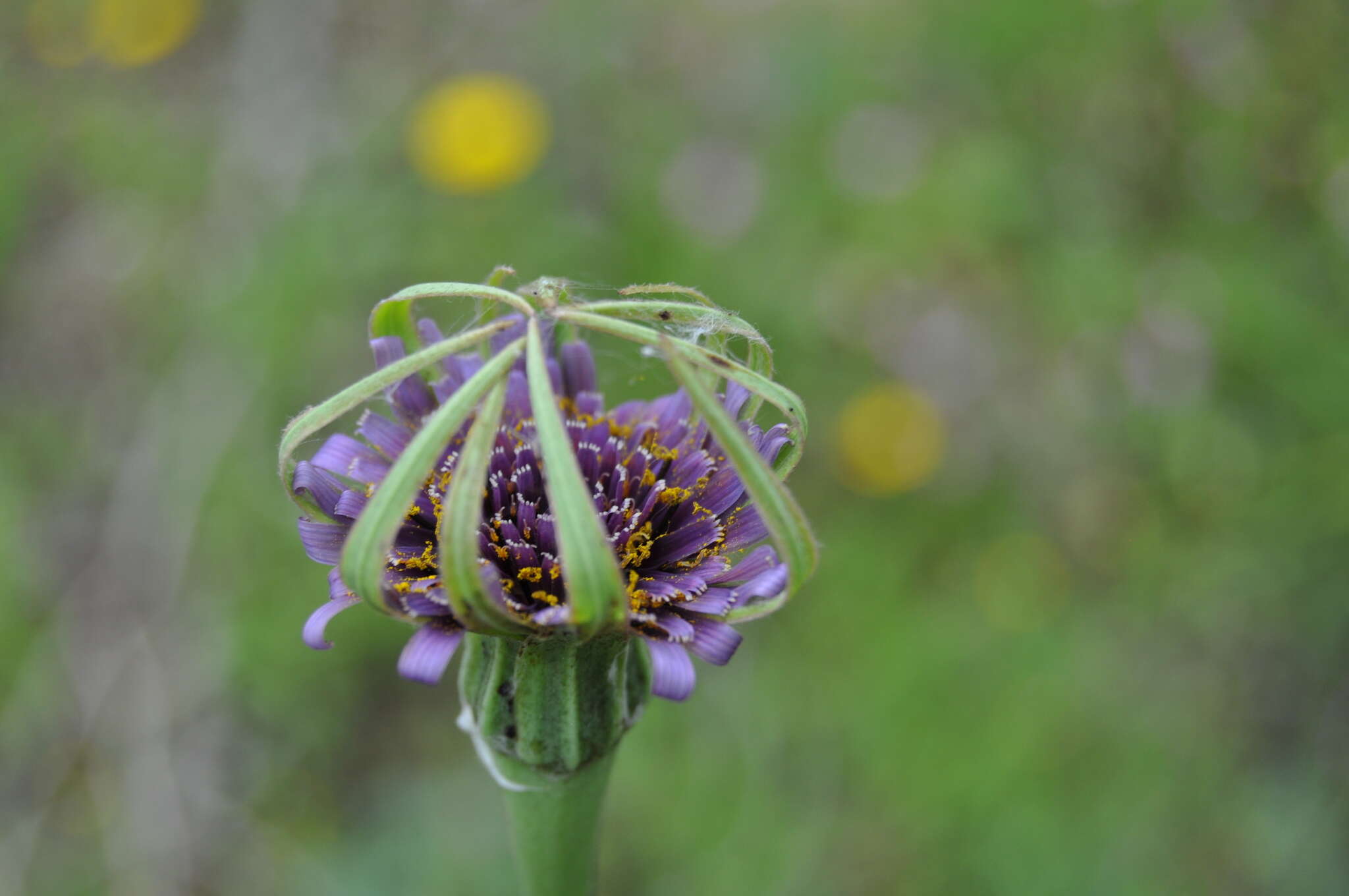 Image of Tragopogon porrifolius subsp. porrifolius