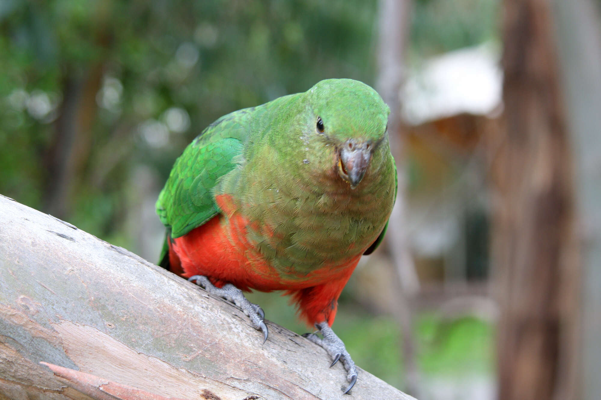 Image of Australian King Parrot