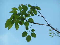 صورة Handroanthus heptaphyllus (Mart.) Mattos